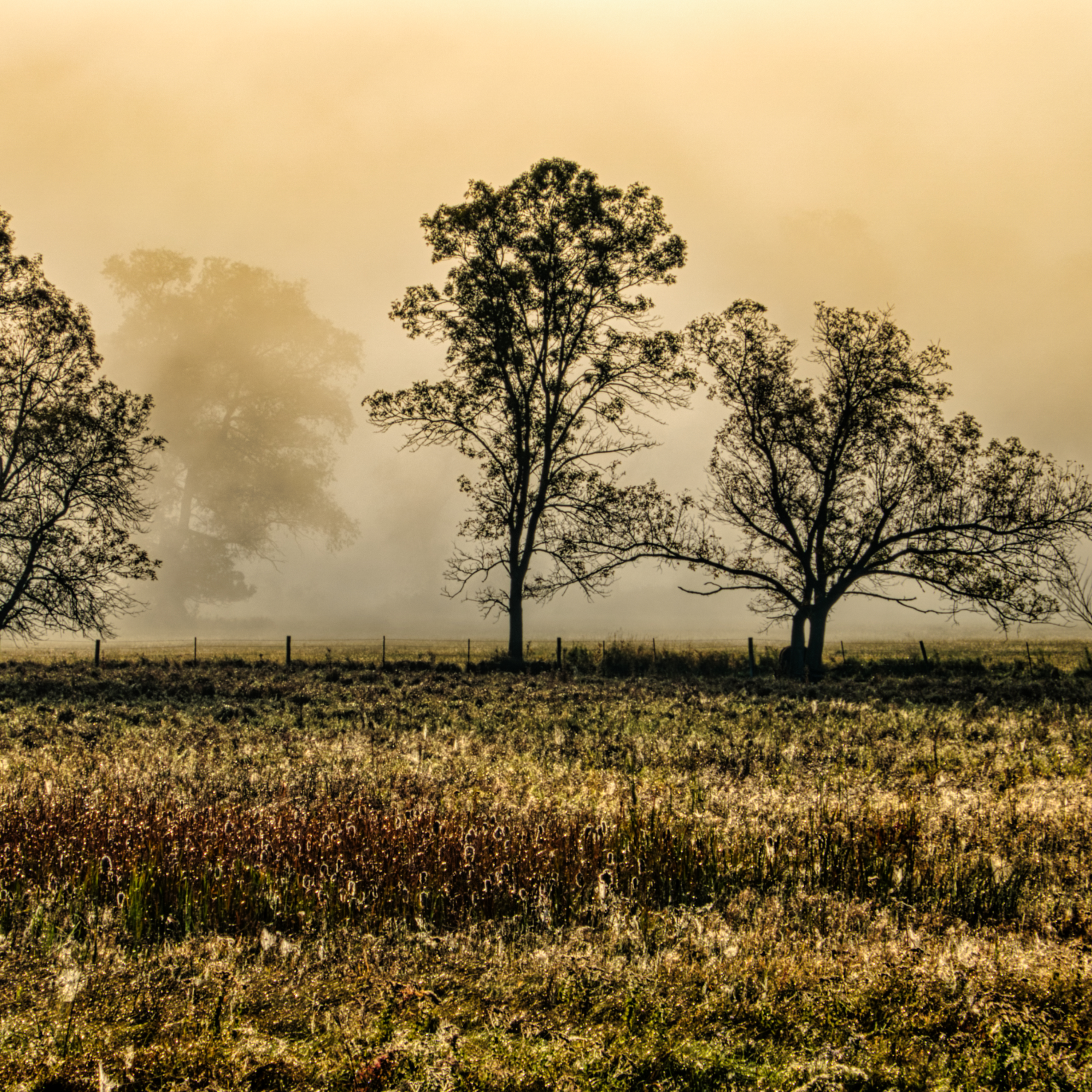 cópia de vitória cartão de visitas (1080 x 1080 px) (1)